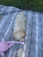 REDUCED MALTIPOO MALE PUPPY!, a male Maltipoo for sale in Lake City, FL – 3 of 5