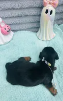 Adorable Girl ! 🩷 , a female Miniature Dachshund for sale in Live Oak, FL – 5 of 7