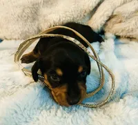 Ranger, a male Miniature Dachshund for sale in Live Oak, FL – 9 of 9