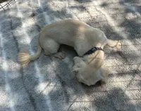 Beautiful Pekingese , a female Pekingese for sale in Live Oak, FL – 3 of 6