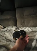 Rose, a female Miniature Dachshund for sale in Live Oak, FL – 5 of 6