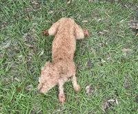 Light Red Male, a male Poodle - Toy  for sale in Lake City, FL – 5 of 5