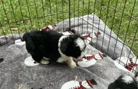 Beautiful Female Mini AussieDoodle Puppy!  🩷 , a female Poodle - Toy  and Miniature Australian Shepherd for sale in Live Oak, FL – 3 of 6
