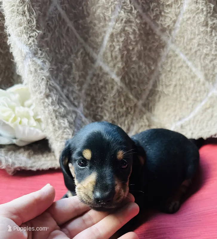 Ranger – Miniature Dachshund puppy for sale in Live Oak, FL
