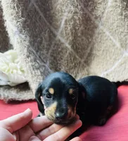 Ranger, a male Miniature Dachshund for sale in Live Oak, FL – 1 of 9