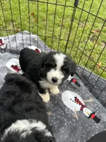 Toy/Mini Aussiedoodle !, a male Poodle - Toy  and Miniature Australian Shepherd for sale in Live Oak, FL – 2 of 7