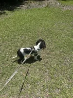 King Charles Male One Year, a male Cavalier King Charles Spaniel for sale in Lake City, FL – 9 of 10