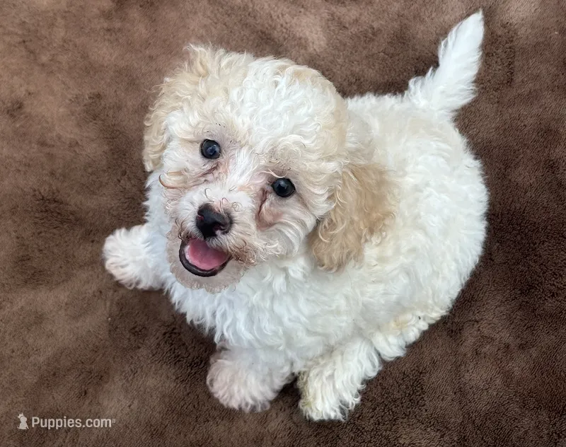 Tan and White Male Puppy *SMALL* REDUCED! – Maltipoo puppy for sale in Orlando, FL
