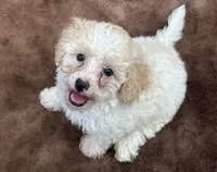 Tan and White Male Puppy *SMALL* REDUCED!, a male Maltipoo for sale in Orlando, FL – 1 of 10