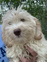 REDUCED! MINI FEMALE PUPPY GREEN EYES, a female Maltipoo for sale in Lake City, FL – 5 of 5