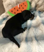 Ranger, a male Miniature Dachshund for sale in Live Oak, FL – 8 of 9