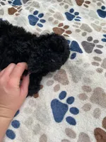 Jet Black Female Puppy *SMALL* REDUCED!, a female Maltipoo for sale in Orlando, FL – 3 of 8