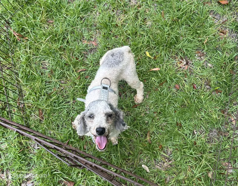 Stella  – Poodle - Toy  puppy for sale in Live Oak, FL