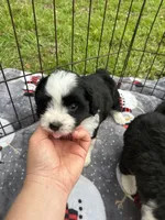 Beautiful Toy/Mini Aussiedoodle Puppy ! 🩷 , a female Poodle - Toy  and Miniature Australian Shepherd for sale in Live Oak, FL – 7 of 8