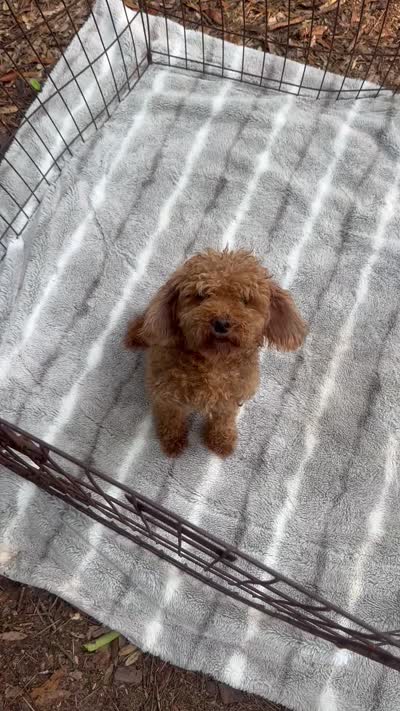 Rolex Red Male , a male Poodle - Toy  for sale in Live Oak, FL – 6 of 6