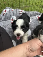 Toy/Mini Aussiedoodle ! , a female Poodle - Toy  and Miniature American Shepherd for sale in Live Oak, FL – 1 of 9