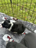 toy/mini aussiedoodle !, a female Poodle - Toy  and Miniature Australian Shepherd for sale in Live Oak, FL – 6 of 9