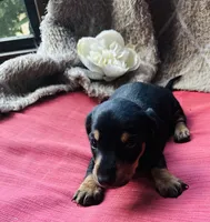 Ranger, a male Miniature Dachshund for sale in Live Oak, FL – 5 of 9