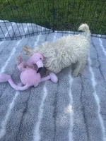 REDUCED MALTIPOO MALE PUPPY!, a male Maltipoo for sale in Lake City, FL – 4 of 5