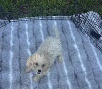 REDUCED MALTIPOO MALE PUPPY!, a male Maltipoo for sale in Lake City, FL – 2 of 5