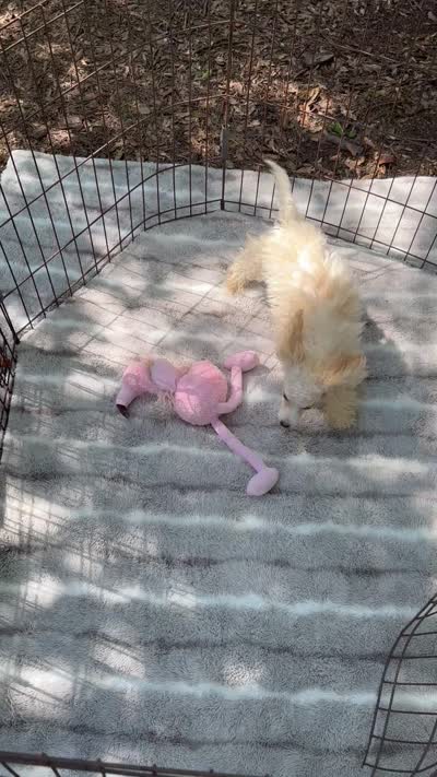 REDUCED! *Small In Person and Petite Face* , a male Maltipoo for sale in Mc Alpin, FL – 5 of 5