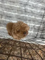 Rolex Red Male , a male Poodle - Toy  for sale in Live Oak, FL – 2 of 6