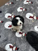 Beautiful Girl ! 🩷, a female Poodle - Toy  and Miniature Australian Shepherd for sale in Live Oak, FL – 8 of 8