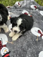 Toy/Mini Aussiedoodle !, a male Poodle - Toy  and Miniature Australian Shepherd for sale in Live Oak, FL – 4 of 7