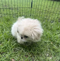 Beautiful Pekingese , a female Pekingese for sale in Live Oak, FL – 5 of 6