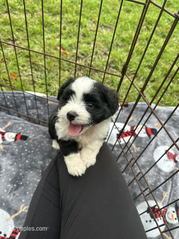 Beautiful Toy/Mini Aussiedoodle Puppy ! 🩷  – Poodle - Toy , Miniature Australian Shepherd puppy for sale in Live Oak, FL