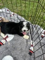 Male Mini Aussiedoodle Puppy ! 🩵 , a male Miniature Aussiedoodle for sale in Live Oak, FL – 4 of 7