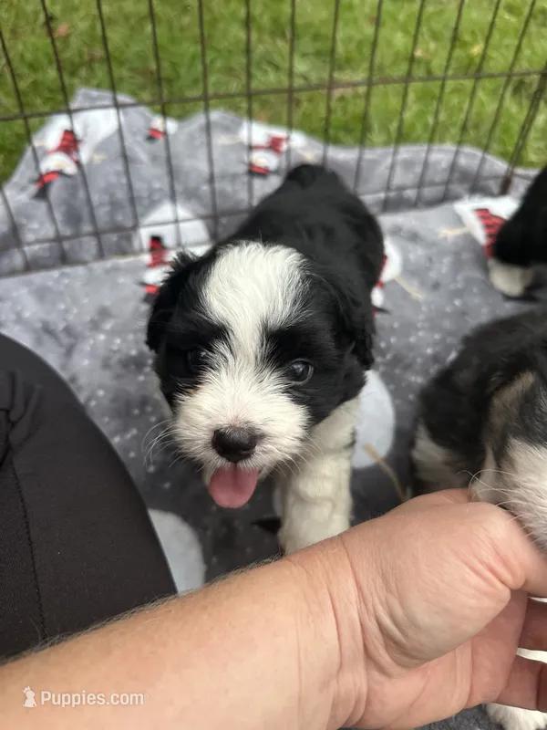 toy/mini aussiedoodle ! – Poodle - Toy , Miniature Australian Shepherd puppy for sale in Live Oak, FL