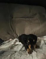 Ranger, a male Miniature Dachshund for sale in Live Oak, FL – 4 of 5