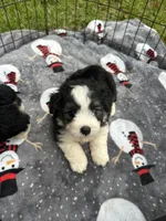Toy/Mini Aussiedoodle !, a female Miniature Aussiedoodle for sale in Live Oak, FL – 3 of 4