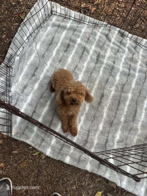 Beautiful Red Female (Petite Face and Build) – Poodle - Toy  puppy for sale in Live Oak, FL
