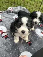 toy/mini aussiedoodle !, a female Poodle - Toy  and Miniature Australian Shepherd for sale in Live Oak, FL – 1 of 5