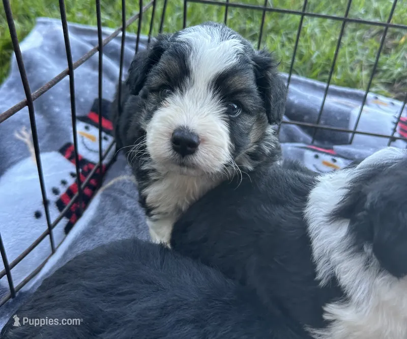 Toy/Mini Aussiedoodle Ready Soon ! – Miniature Aussiedoodle puppy for sale in Live Oak, FL