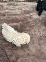 Adorable female REDUCED *SMALL*, a female Maltipoo for sale in Orlando, FL – 6 of 6