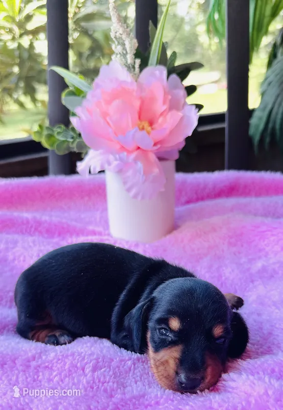 Rose – Miniature Dachshund puppy for sale in Live Oak, FL