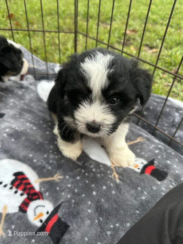 Toy/Mini Aussiedoodle ! – Poodle - Toy , Miniature Australian Shepherd puppy for sale in Live Oak, FL