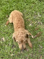 Light Red Male, a male Poodle - Toy  for sale in Lake City, FL – 3 of 5