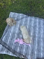 REDUCED MALTIPOO MALE PUPPY!, a male Maltipoo for sale in Lake City, FL – 5 of 5