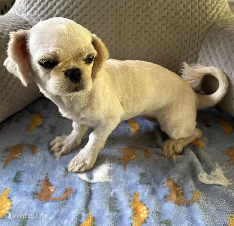 *SMALL* ln Person Female Puppy  – Pekingese puppy for sale in Live Oak, FL