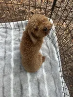 Rolex Red Male , a male Poodle - Toy  for sale in Live Oak, FL – 3 of 6