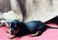 Ranger, a male Miniature Dachshund for sale in Live Oak, FL – 9 of 9
