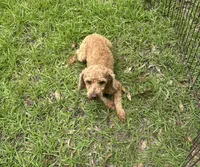 Light Red Male , a male Poodle - Toy  for sale in Mc Alpin, FL – 2 of 4