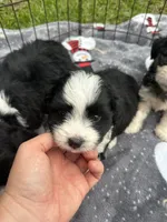 Beautiful Toy/Mini Aussiedoodle Puppy ! 🩷 , a female Poodle - Toy  and Miniature Australian Shepherd for sale in Live Oak, FL – 6 of 8
