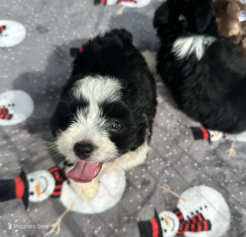 Beautiful Female Mini Aussiedoodle Puppy ! 🩷  – Poodle - Toy , Miniature Australian Shepherd puppy for sale in Live Oak, FL