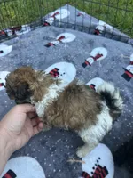 Reduced ! Beautiful Small Female Puppy 🩷 , a female Maltipoo for sale in Live Oak, FL – 3 of 8