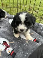 Toy/Mini Aussiedoodle !, a male Poodle - Toy  and Miniature Australian Shepherd for sale in Live Oak, FL – 1 of 7